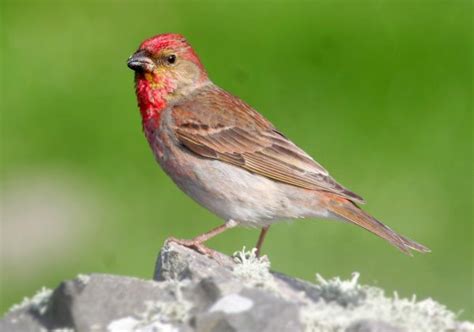 Чечевица обыкновенная (Carpodacus erythrinus)
