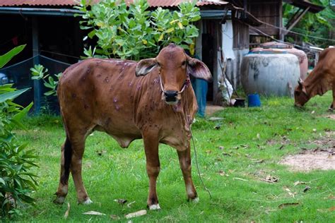 Penyakit Lsd Pada Sapi Begini Cara Penanggulangan Yang Tepat