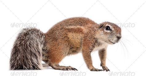 Cape Ground Squirrel Xerus Inauris Standing Against White Background