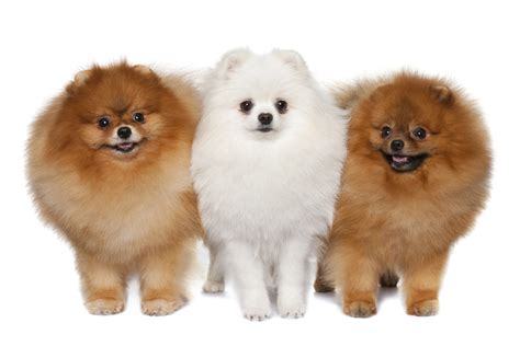 Pomeranian - Dog-Breeds.net