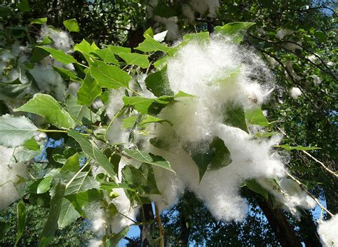 Chopo Populus Nigra