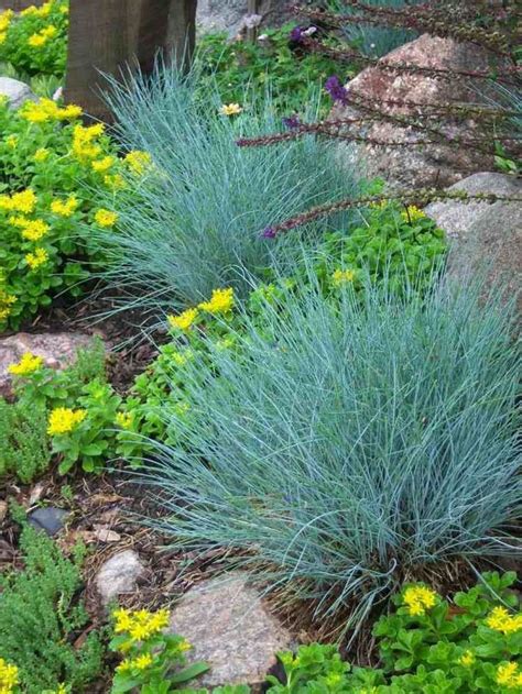 Outdoor Short Ornamental Grasses Jardins Modernos Jardim Jardinagem