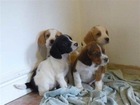 Beagle And Cocker Spaniel Mix | PETSIDI