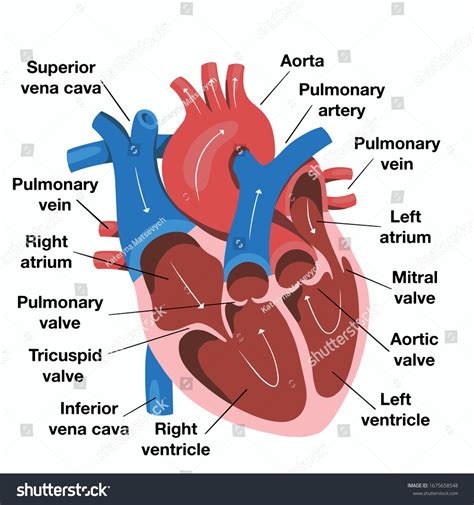 Labeled Easy Human Heart Diagram Parts Of The Heart Diagram Worksheet