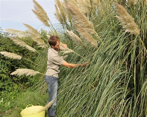 Pruning Pampas Grass How And When To Complete This Task Gardeningetc