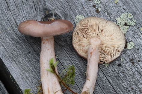 Lactarius Vietus The Ultimate Mushroom Guide