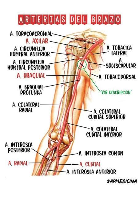 Arterias Y Venas Del Brazo Cb Udocz The Best Porn Website