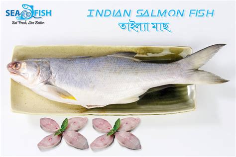 Indian Salmon Fish Price In Dhaka Bangladesh Sea Fish Bd