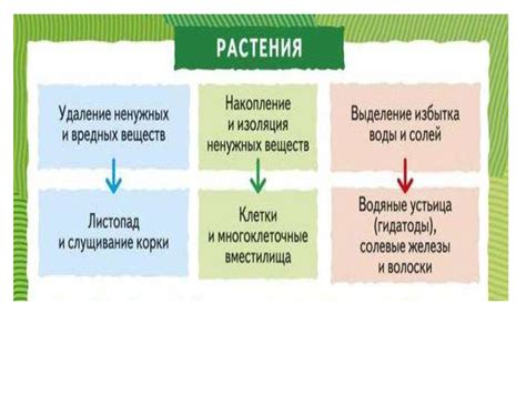 Выделение у растений - презентация онлайн
