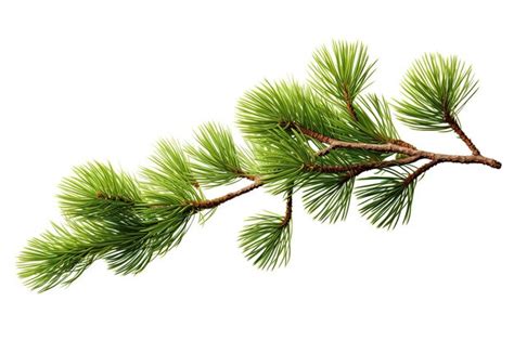 Premium Ai Image Pine Branch Isolated On White Background