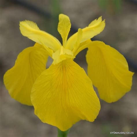 Iris Pseudacorus Golden Queen Daylily Phlox Eu