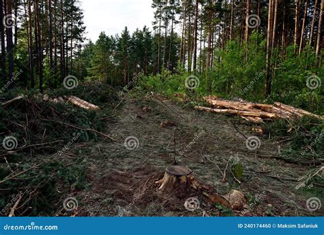 Felled Pine Trees In Forest Deforestation And Illegal Logging And Stacks Of Cut Wood Wood