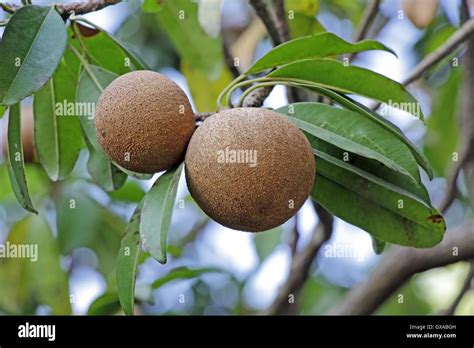 Ripening sapodilla, sapota, fruits, a tropical, evergreen tree fruit ...