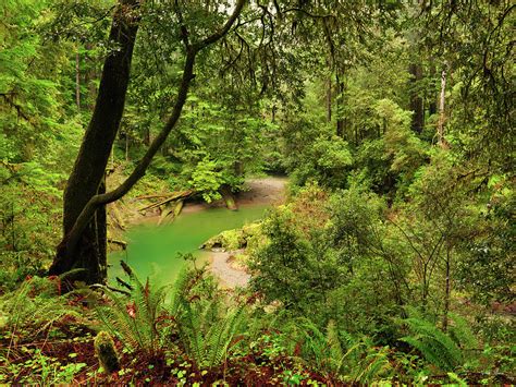 Smith River Redwoods Photograph by Leland D Howard - Pixels