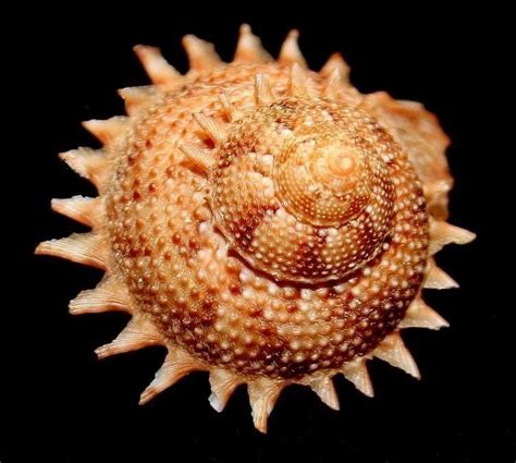 Bolma Guttata Mollusca Jewel Of The Seas Beneath The Sea Shell Beach