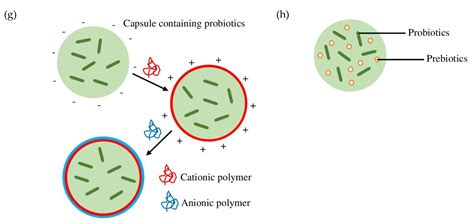 Encapsulated Probiotics For Non Dairy Food Applications Encyclopedia MDPI