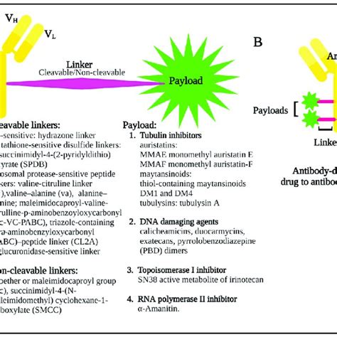 A Diagram Showing The Basic Components Of An Antibody Drug Conjugate Download Scientific