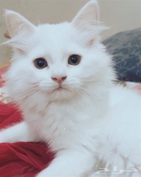 Shirazi White Cat Male