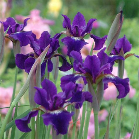 Iris Sibirica Ruffled Velvet Van Berkum Nursery