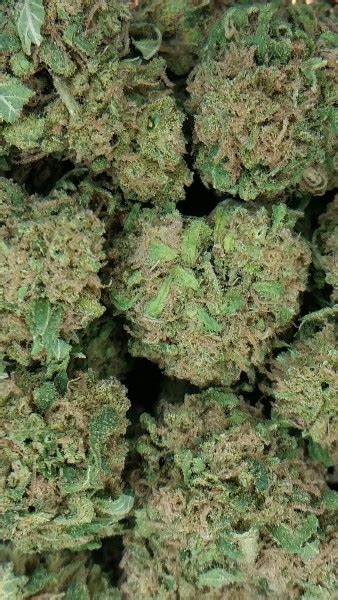 Purple Kush | Marijuana Strain Reviews | AllBud