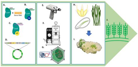 Schematic overview of the genome editing methods for genome editing in ...