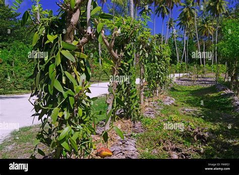 Vanilla Plantations High Resolution Stock Photography And Images Alamy