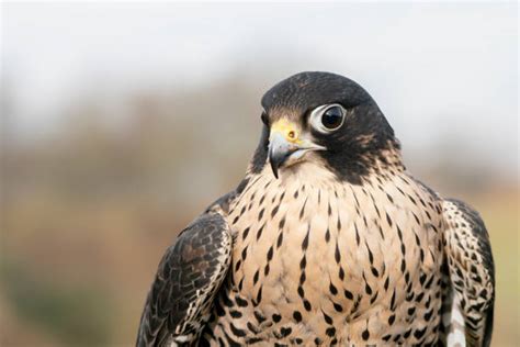 Claws Of Peregrine Falcon Stock Photos Pictures And Royalty Free Images