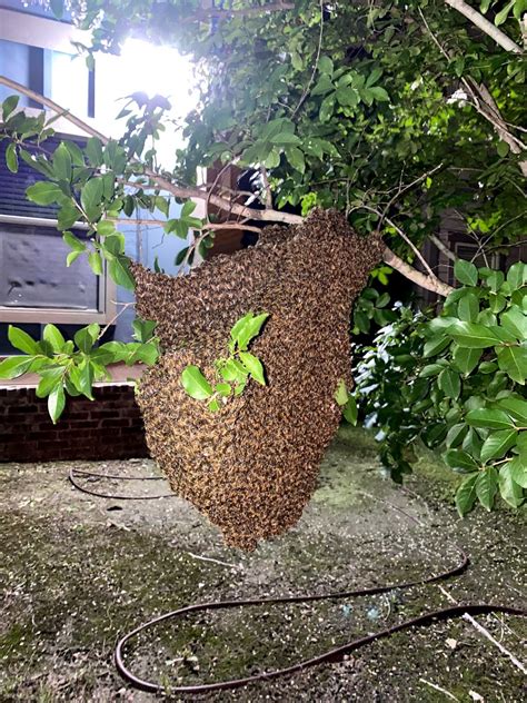 Texas Beekeeping 101