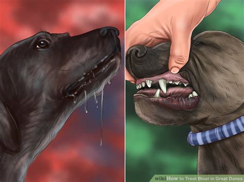 How To Treat Bloat In Great Danes 15 Steps With Pictures