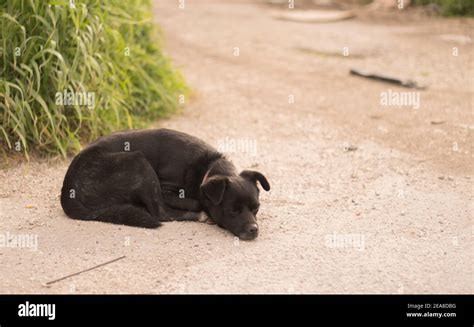 Sad Stray Black Dog Resting Stock Photo Alamy
