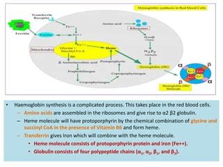 Formation of heamoglobin / B.pharmacy 2 semester | PPT | Free Download