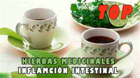 5 de las Mejores Hierbas Medicinales para la Inflamación Intestinal