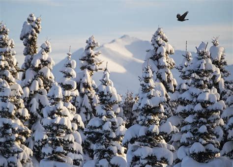 Photos: 3rd big Anchorage snowstorm in December - Anchorage Daily News