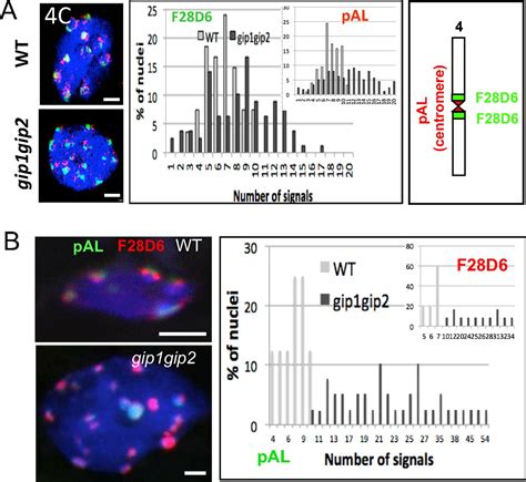 Arabidopsis MZT1 Homologs GIP1 And GIP2 Are Essential For Centromere