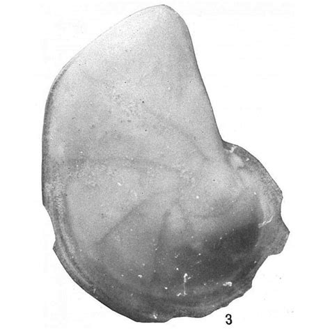 Lenticulina Dorbignyii Unknown None Recent Holocene Quaternary