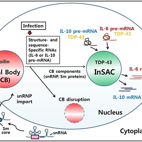 Model Of Tdp Mediated Insac Function In Il And Il Pre Mrna