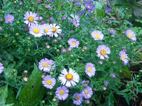Aster novae-angliae | Ewa's Blomsterparadis