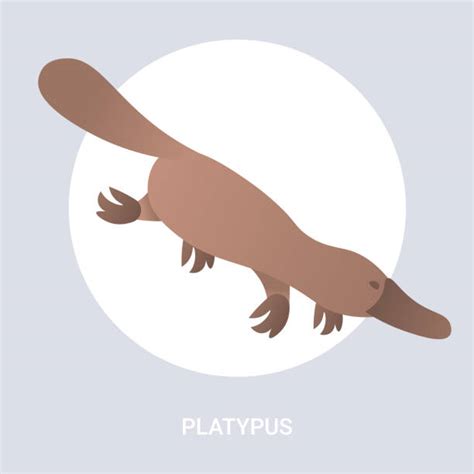 Cute Platypus Background Illustrations Royalty Free Vector Graphics And Clip Art Istock