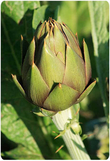 Carciofo Spinoso Di Sardegna Dop Il Carciofo Spinoso Sardo Dop