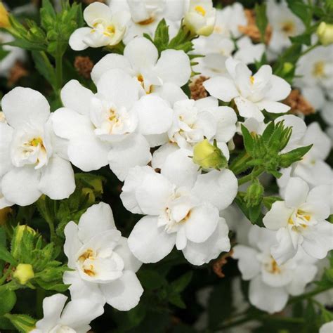 Купить семена Бакопа Bacopa Double Snowball White в Москве: доставка ...