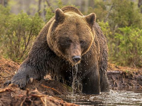 Eurasian brown bear - Stock Image - F042/6812 - Science Photo Library