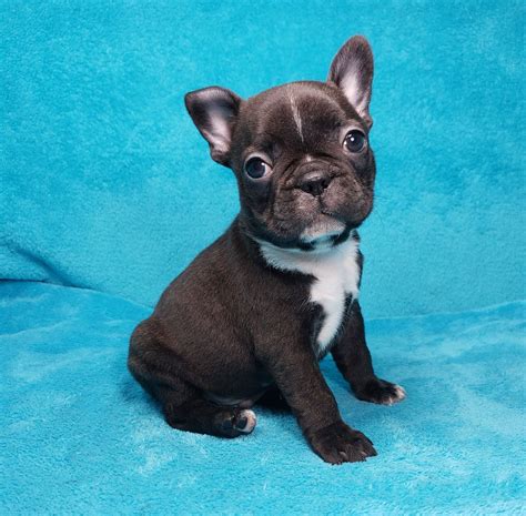 What Are Frenchton Puppies