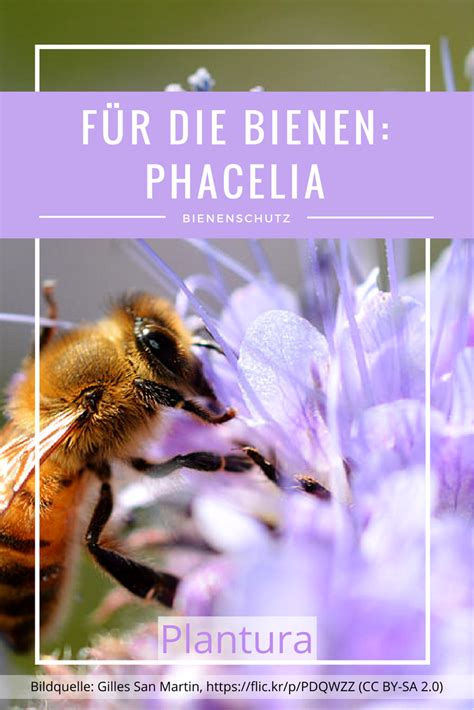 Bienenfreundliche Pflanzen Top Plantura Edible Garden Bee Insects