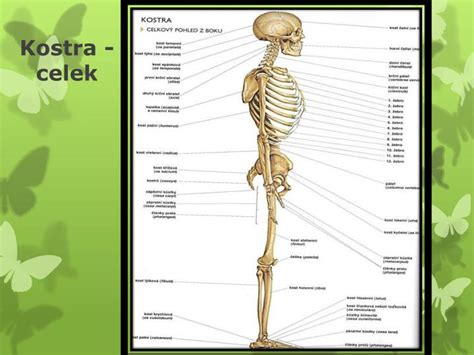 PPT Popis kostry lidského těla PowerPoint Presentation ID 4351944