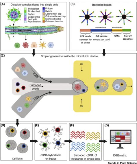 Single-Cell Transcriptomics: A High-Resolution Avenue for Plant ...