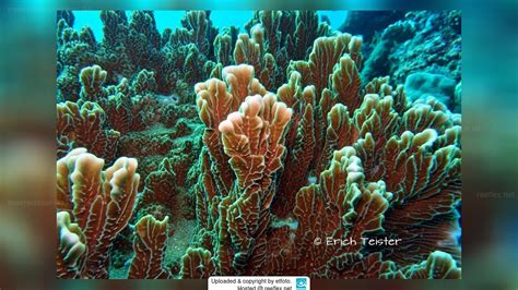 Branching Fire Coral