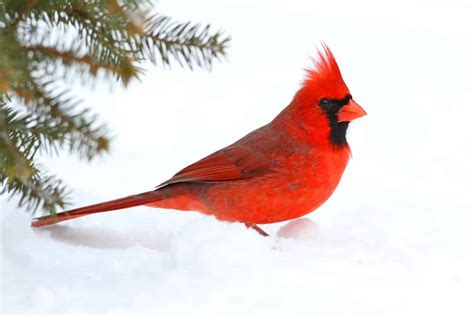 20 Birds That Spend Their Winters in Michigan - A-Z Animals