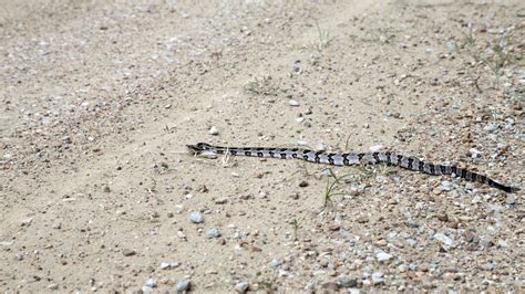 How To Identify A Baby Rattlesnake