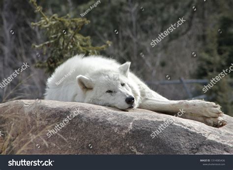 White Wolf Sleeping Stock Photo 1314085436 | Shutterstock