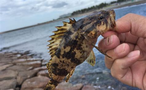 春が旬の「タケノコ」が名前につく『タケノコメバル』の生態 実は美味魚 Tsurinews